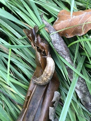 Deroceras reticulatum