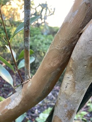 Psidium cattleyanum