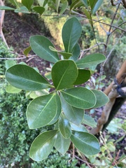 Psidium cattleyanum