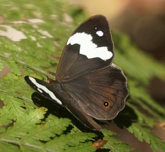 Heteronympha mirifica