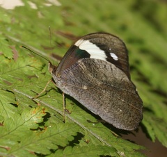 Heteronympha mirifica