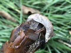 Deroceras reticulatum