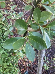 Psidium cattleyanum