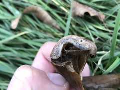 Deroceras reticulatum