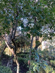 Psidium cattleyanum