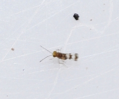 Encyrtidae