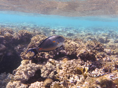 Acanthurus sohal