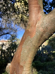 Psidium cattleyanum