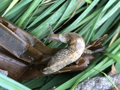 Deroceras reticulatum