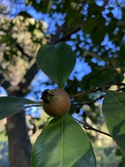 Psidium cattleyanum