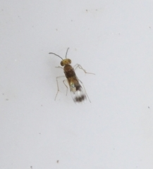 Encyrtidae