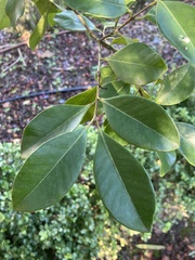 Psidium cattleyanum