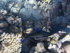 Cephalopholis argus