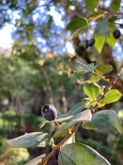 Eugenia uniflora
