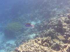 Monotaxis grandoculis