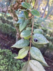 Eugenia uniflora