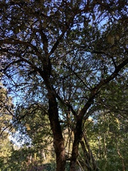 Myrtus communis