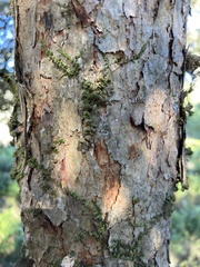 Myrtus communis
