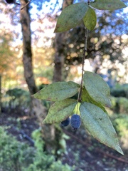 Myrtus communis