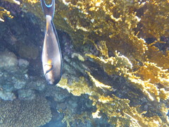 Acanthurus sohal