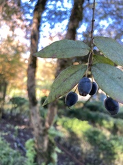 Myrtus communis