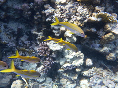 Mulloidichthys vanicolensis