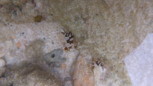 Thor amboinensis