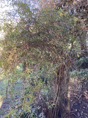 Heimia salicifolia