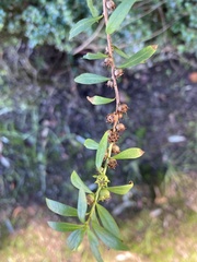 Heimia salicifolia