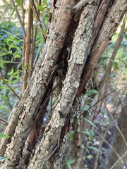Heimia salicifolia