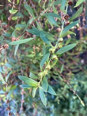 Heimia salicifolia