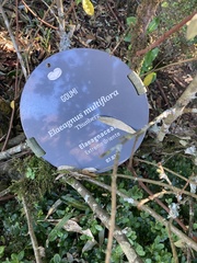 Elaeagnus multiflora