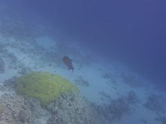 Caranx melampygus