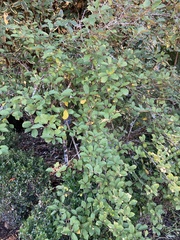 Elaeagnus multiflora