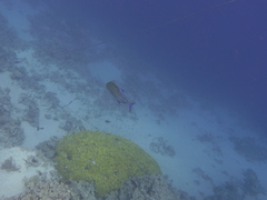 Caranx melampygus