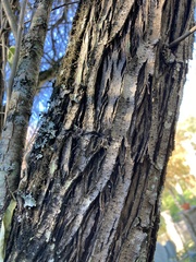 Elaeagnus pungens