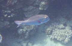 Monotaxis grandoculis