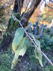 Elaeagnus pungens