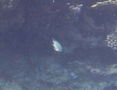 Amblyglyphidodon indicus