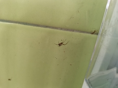 Nephilengys malabarensis