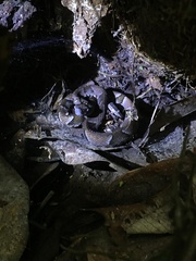 Bothrops muriciensis