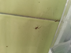 Nephilengys malabarensis