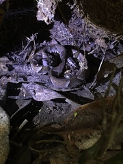 Bothrops muriciensis