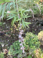 Callistemon