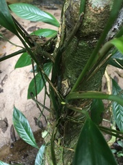Boana freicanecae