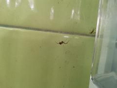 Nephilengys malabarensis