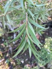 Callistemon