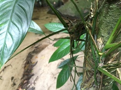 Boana freicanecae