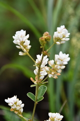 Lespedeza tomentosa