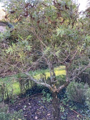 Callistemon